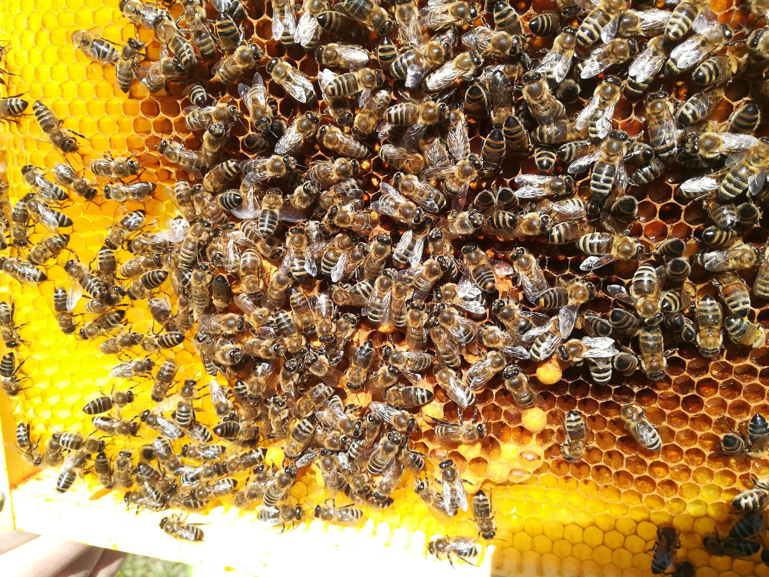Bienen bauen gemeinsam